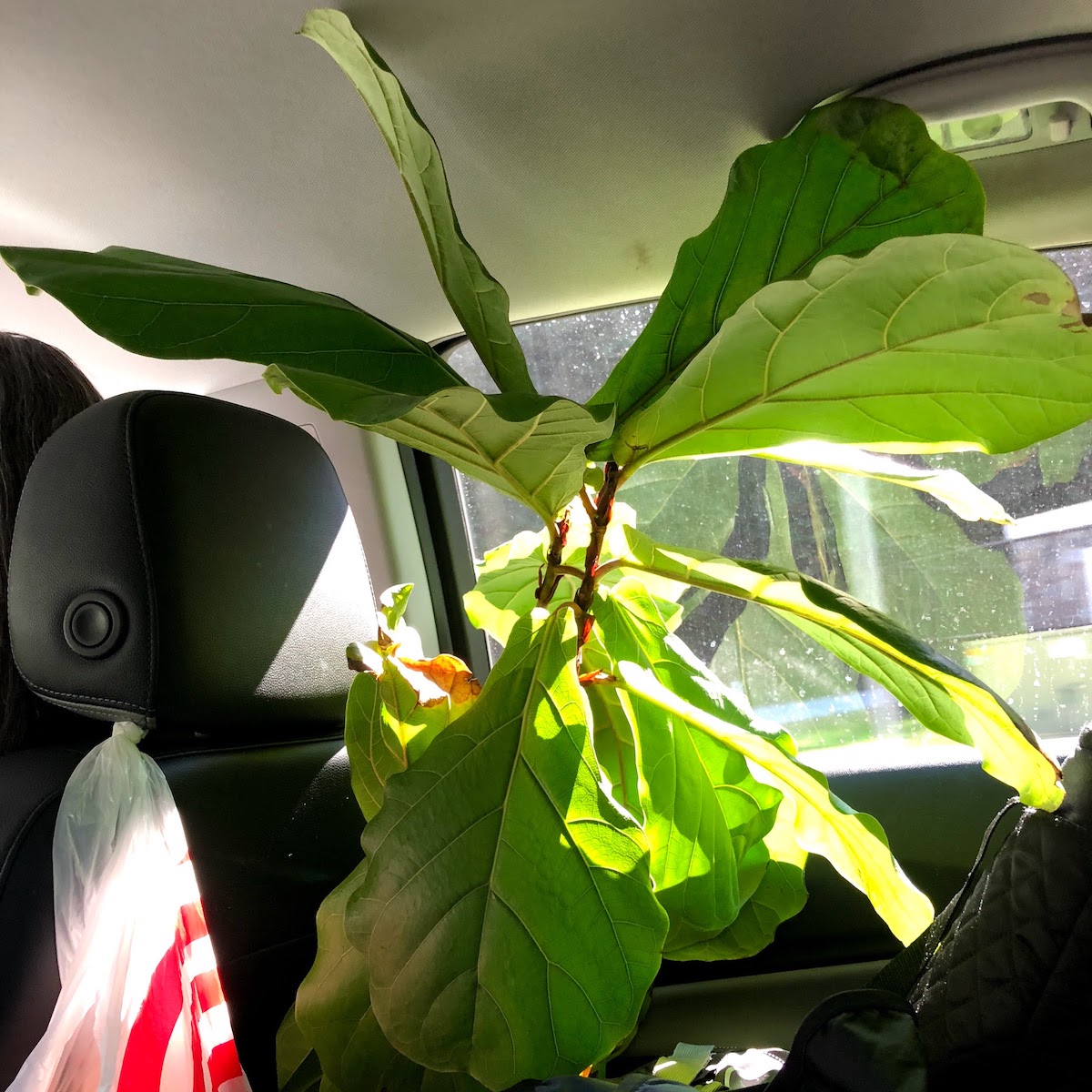 Plant in Rental Car (Digital Media, 2018)