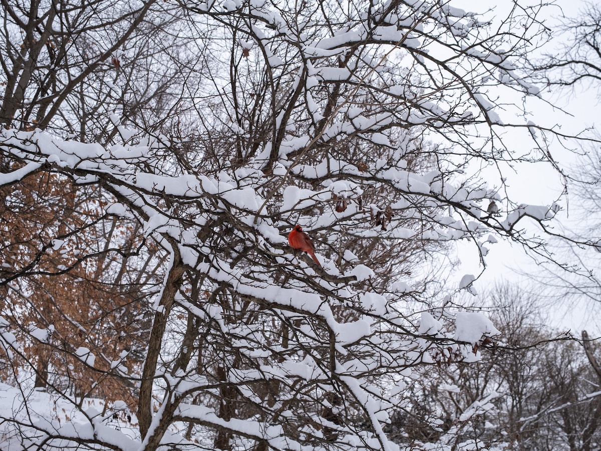 Cardinal at Prospect Park, X100V